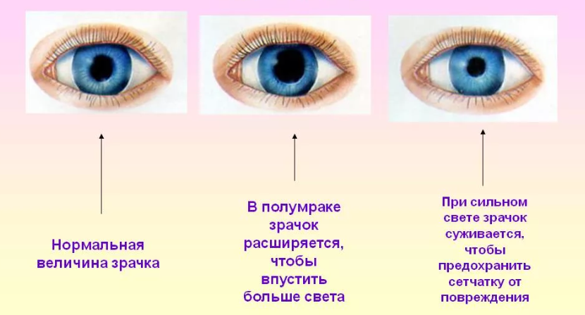 Зрачок при разной  освещённости