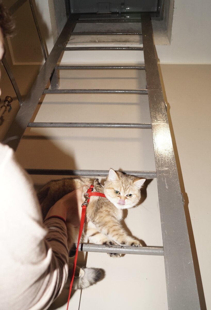 Попытка Фемиды попасть на крышу своего дома. Неудачная