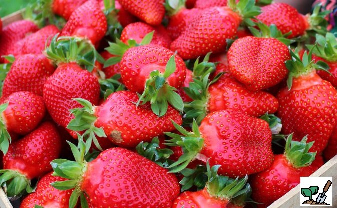 Прекрасная клубничка с бабушкиного огорода