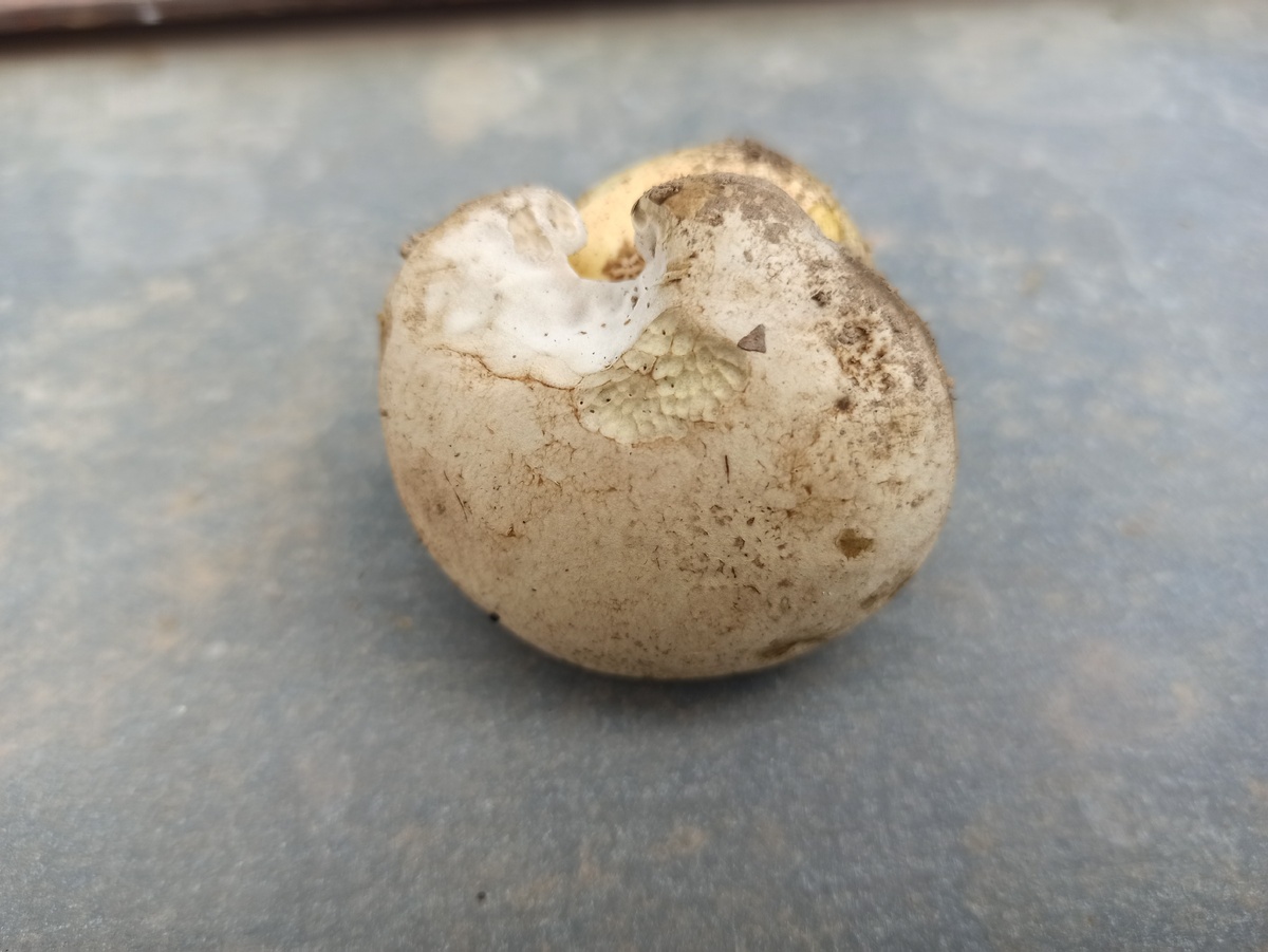 Ростом немного выше спичечного коробка