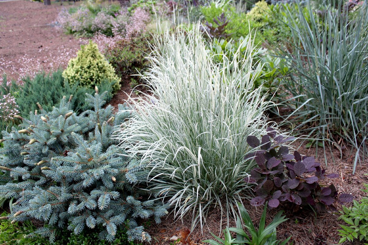 Райграс в моем саду 4 июля