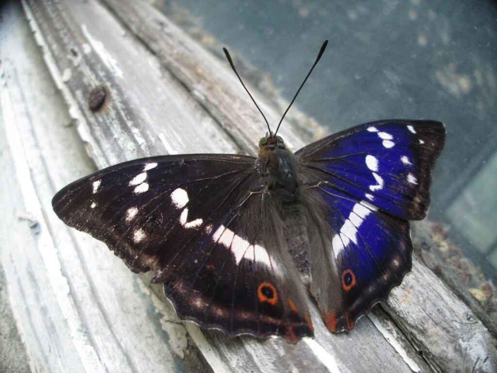 Переливница большая, неужели и такие красивые бабочки мсчезнут?