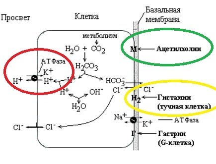 Рисунок 2 - Зеленым цветом обозначена область с М-холинорецепторами, на которые действуют М-холинолитики