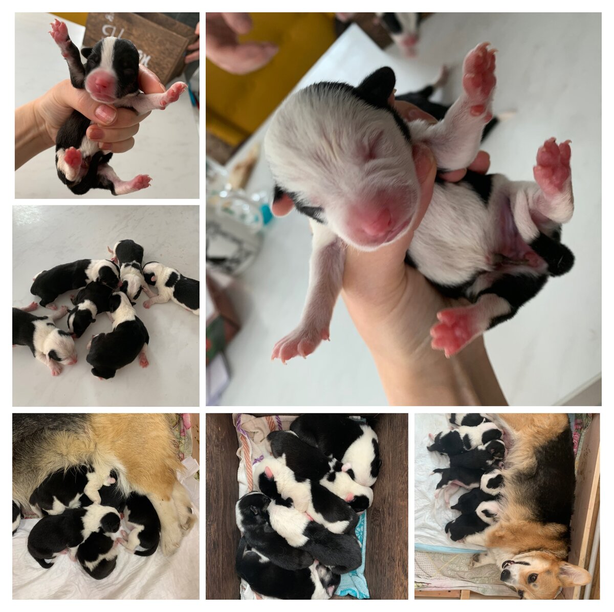 Новорождённых щенки корги