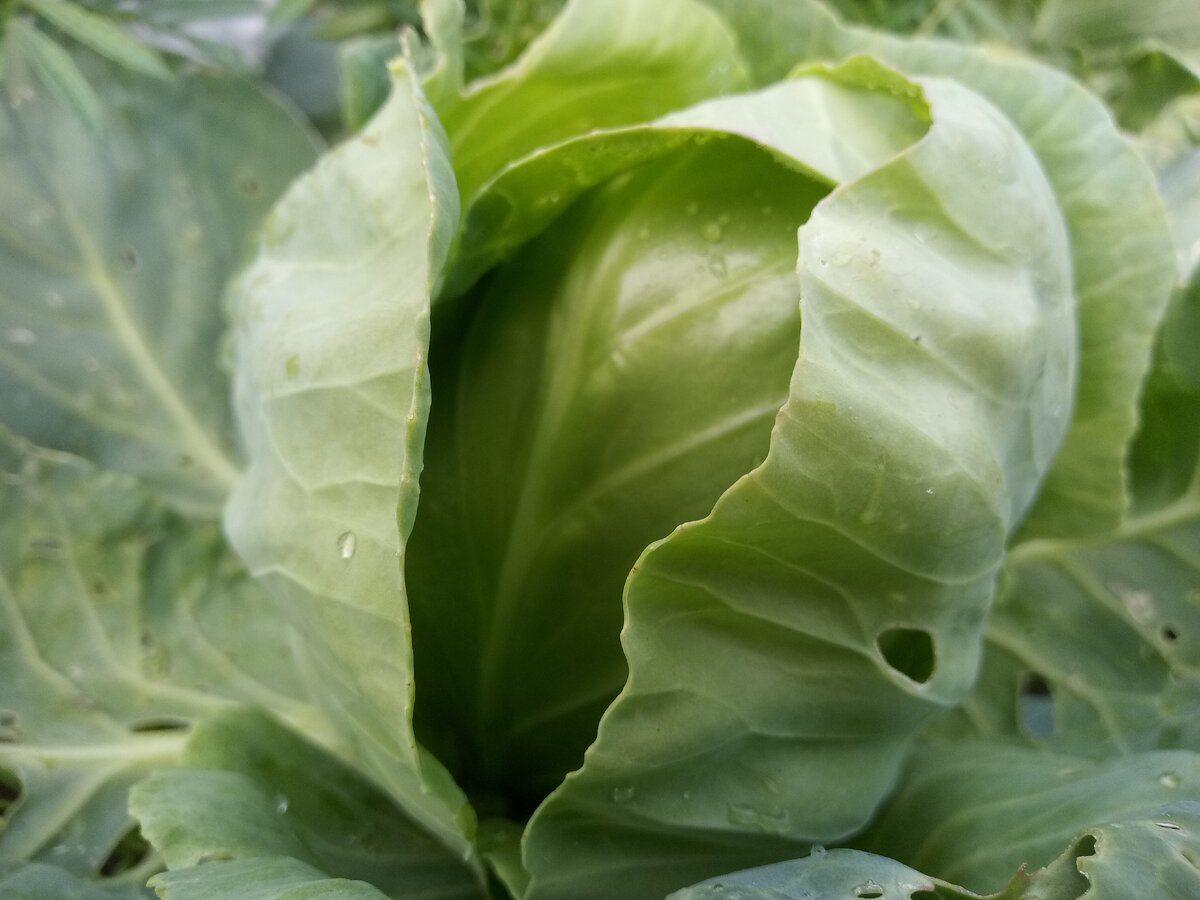 Капуста "Конус" на грядке