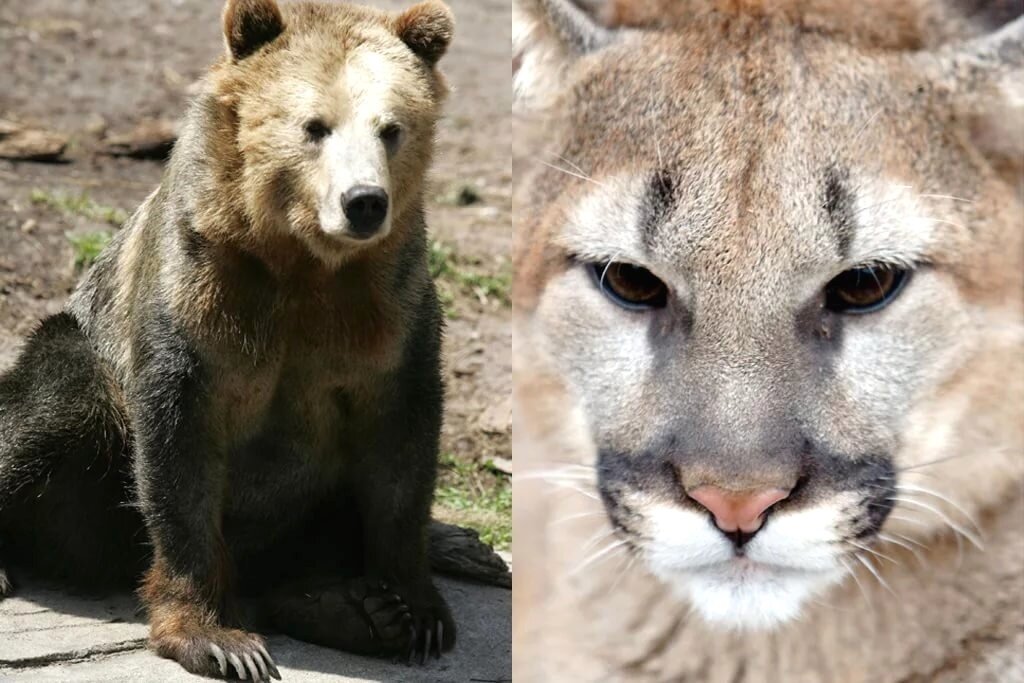 Намечается серьезная потасовка!