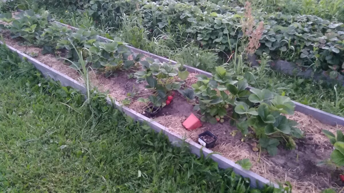 Эта грядка была ранней весной абсолютно лысой. Чтобы увидеть, как выглядели эти кустики весной, смотрите ниже.