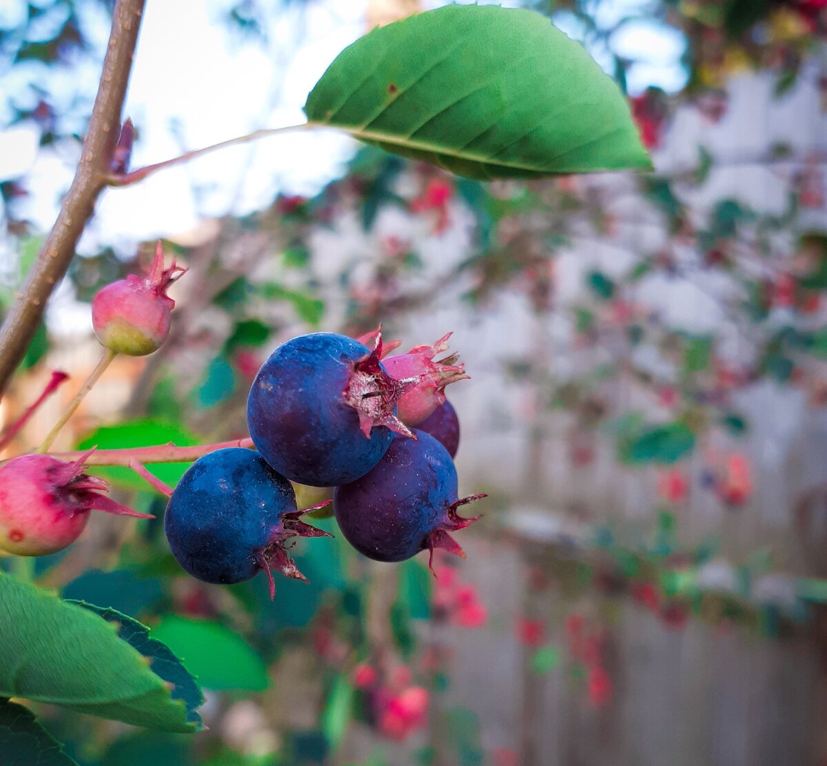 Фотографии нашего "одинокого" дерева шпанки, сделанные этим летом мной при поедании уже созревших ягод :))