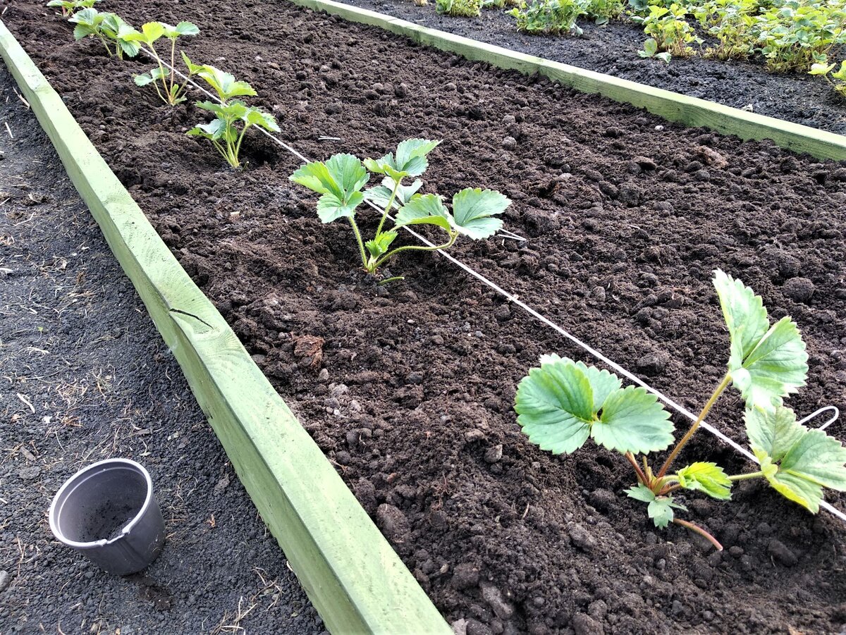 Как правильно сажать клубнику. Сажаем клубнику. Схема посадки земляники в открытом грунте. Посадка клубники в августе 2024 благоприятные. Как правильно садить клубнику.