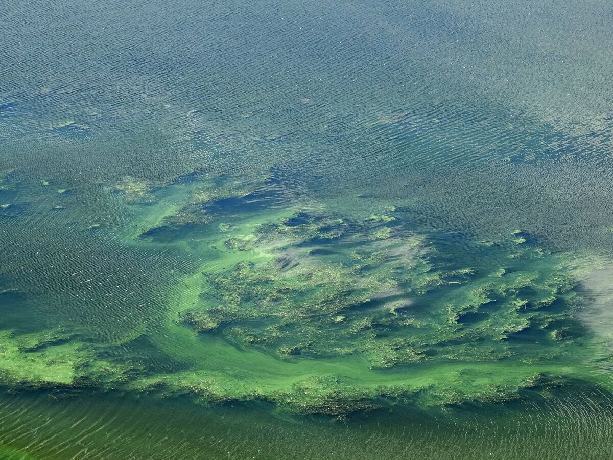 Зеленоватое море