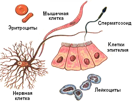 Какие клетки тела