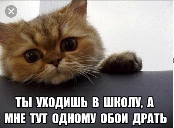 Мемы про котиков Юмор от Илюши Дзен