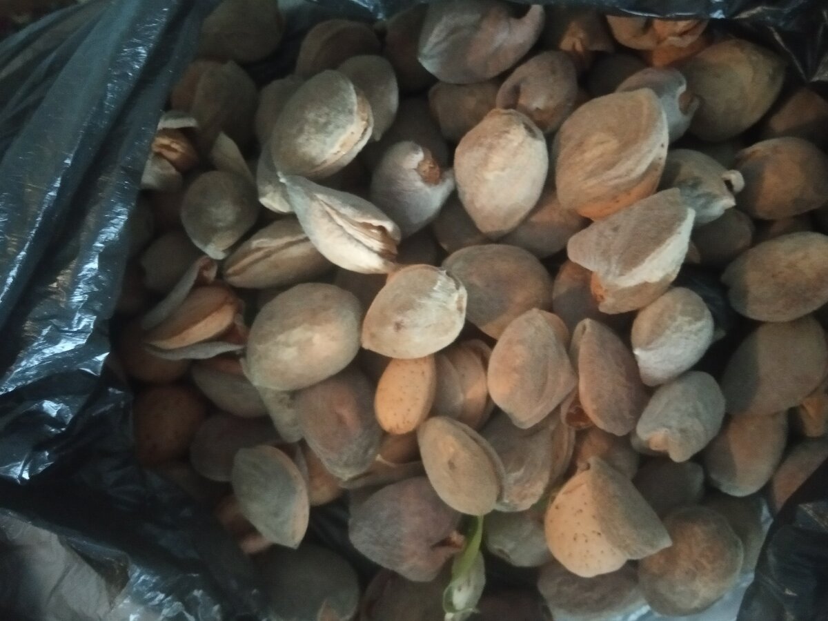 Не очищенный