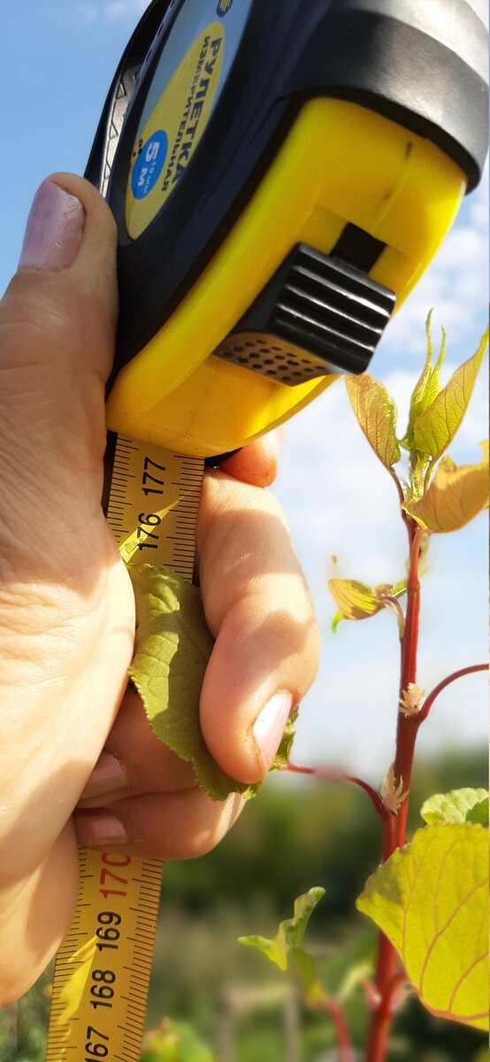 Сеянцы абрикоса