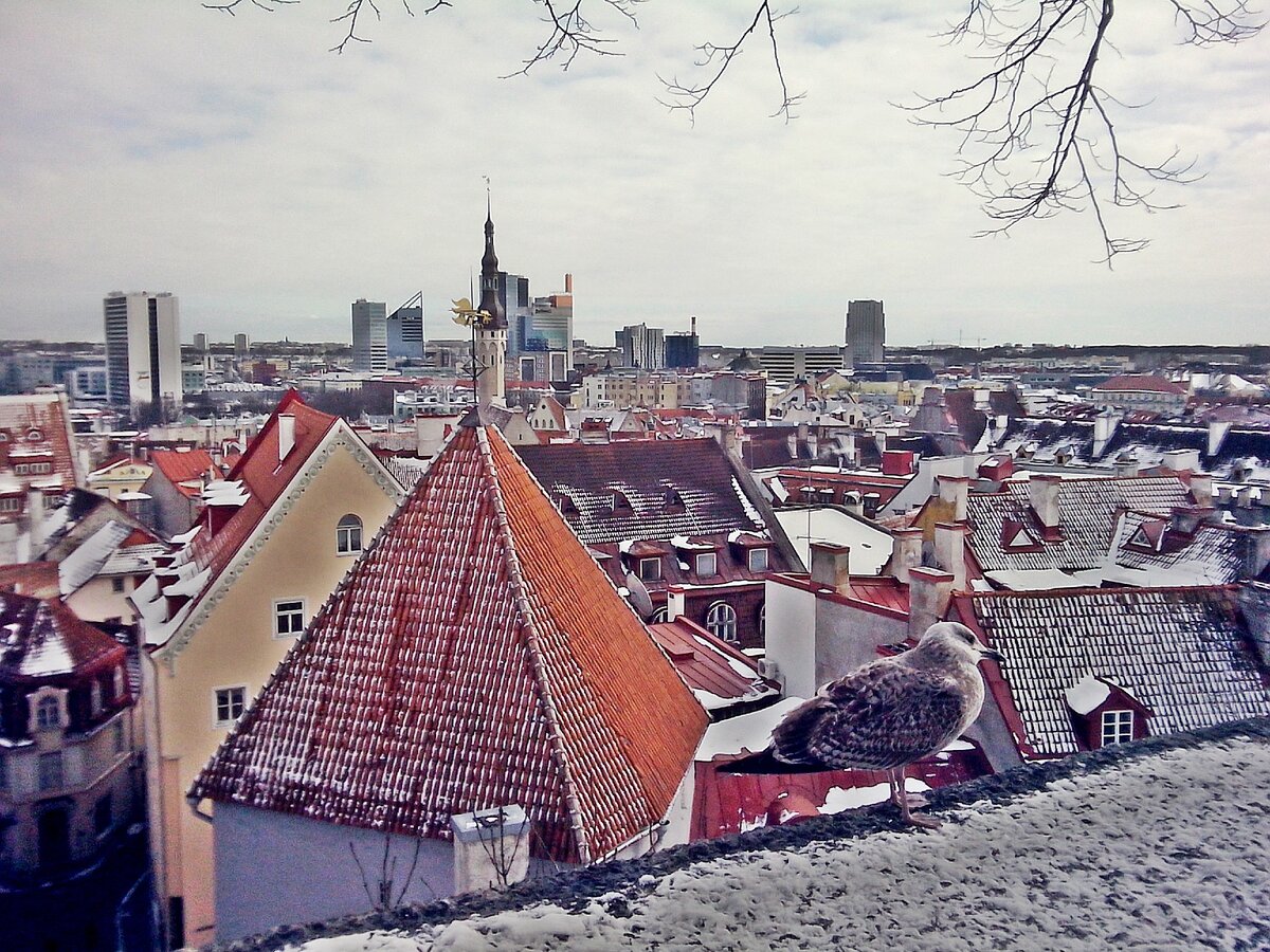 Вид на крыши старого города Таллина (фото автора)