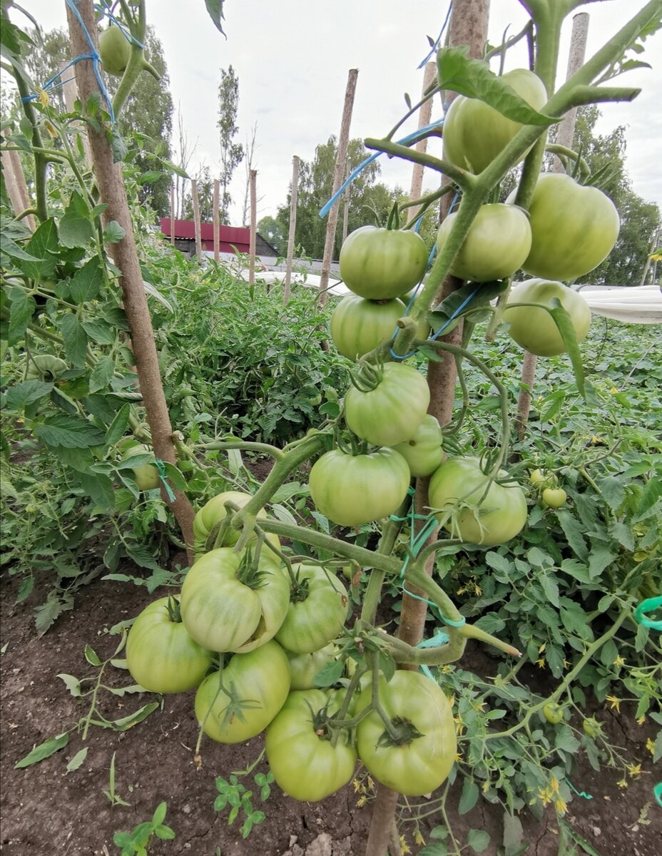 Высокорослый сорт "Башкирский красавец" 
