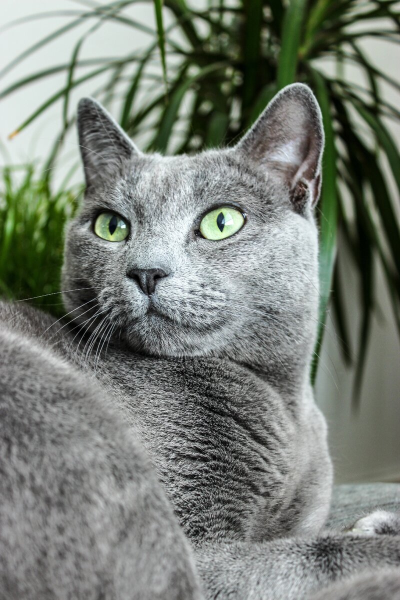 4 породы кошек, которые не линяют | Апиценна | Дзен