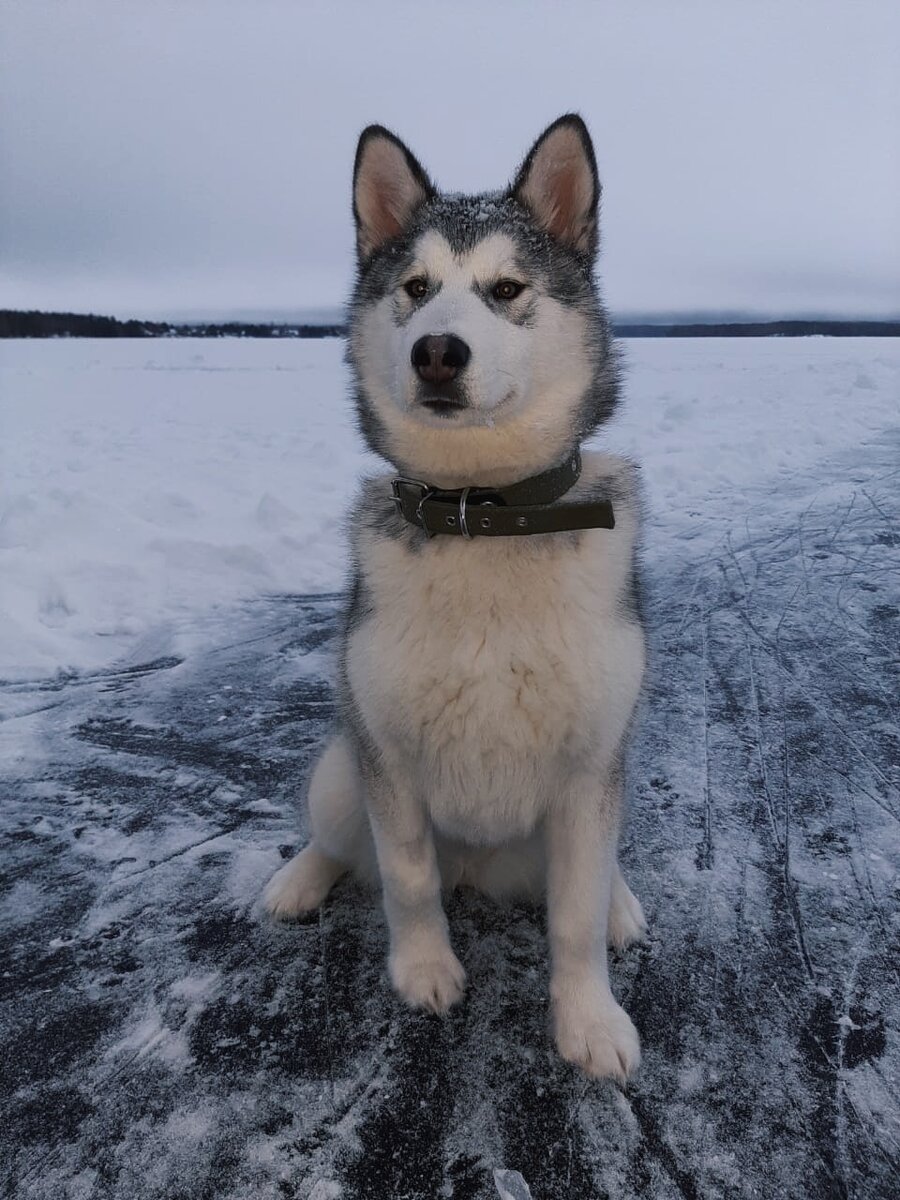 В прошлом году снег был. Но мало и недолго