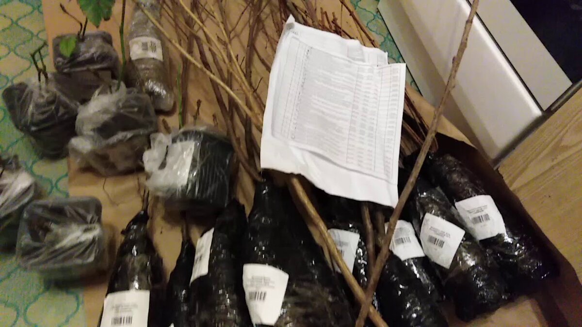 Фото  из  интернета.  Пришла  посылка  с  саженцами.  