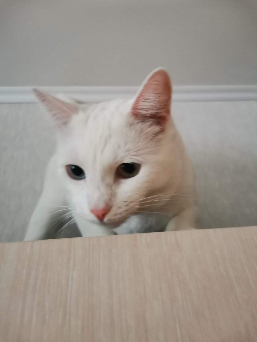 Познакомьтесь, это Кокос ну или дома просто Кокс.