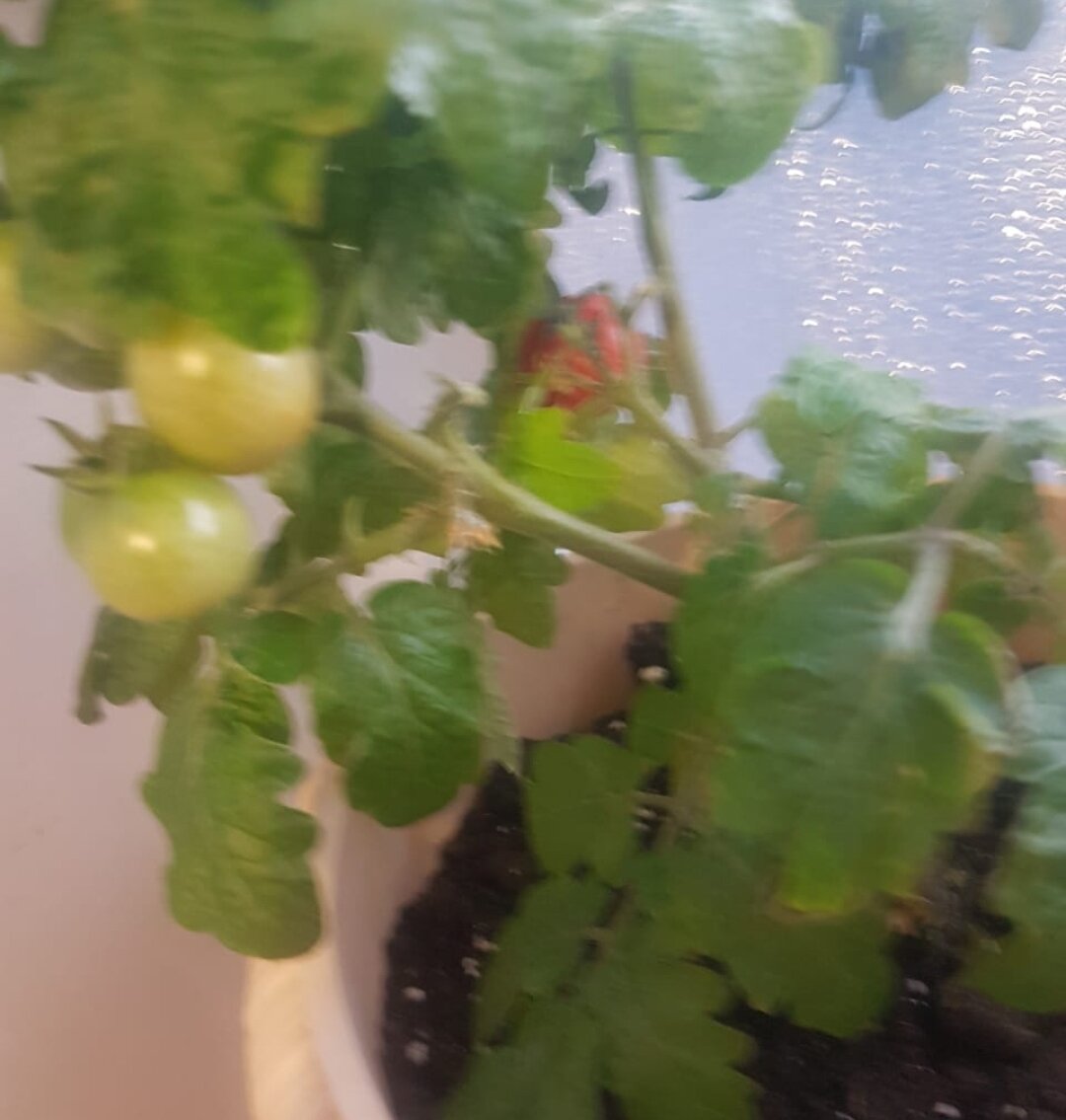 Фотограф из мамы так себе, но красную помидорку видно