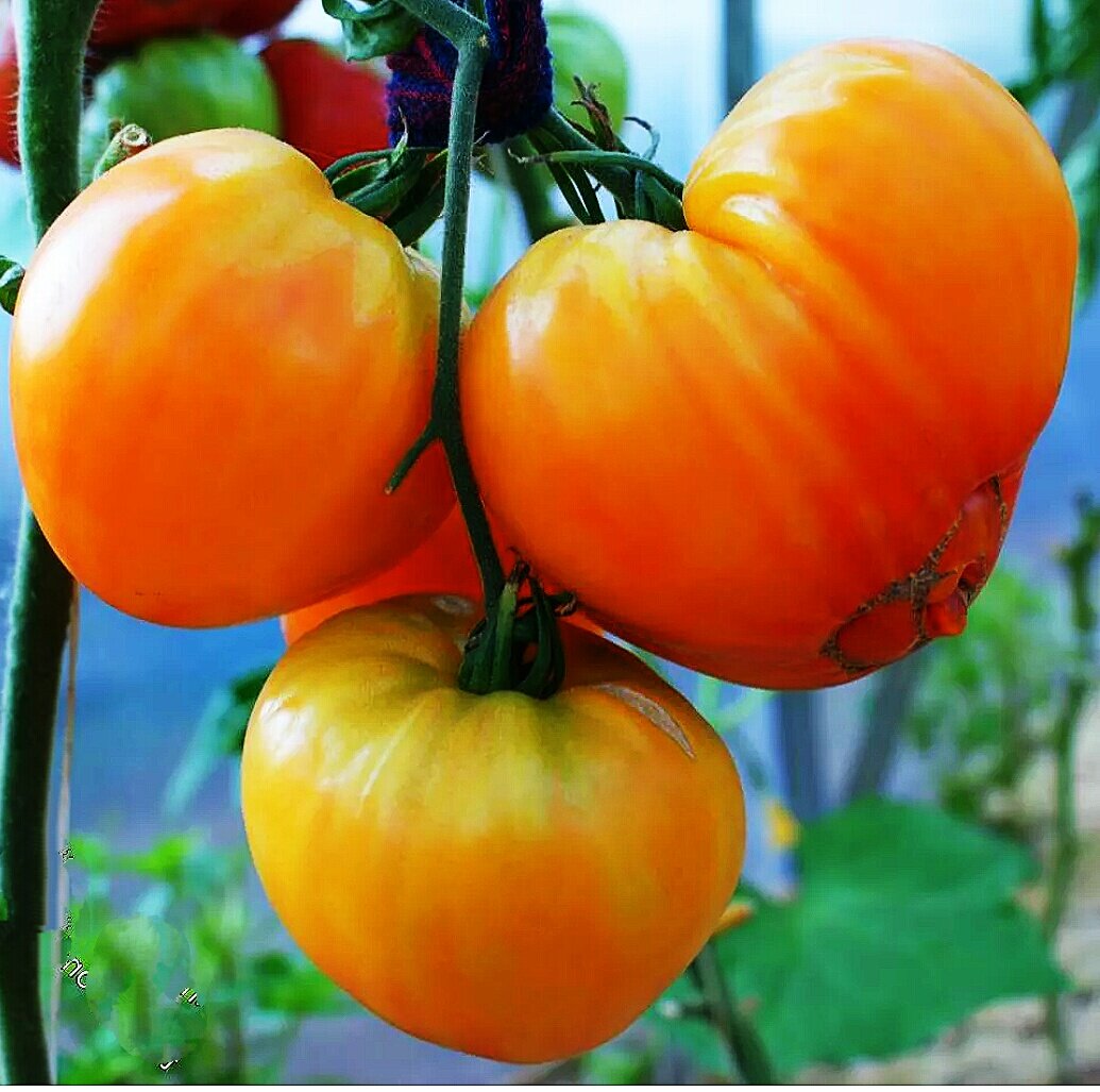 Оранжевый русский 117. Фотография из свободного доступа