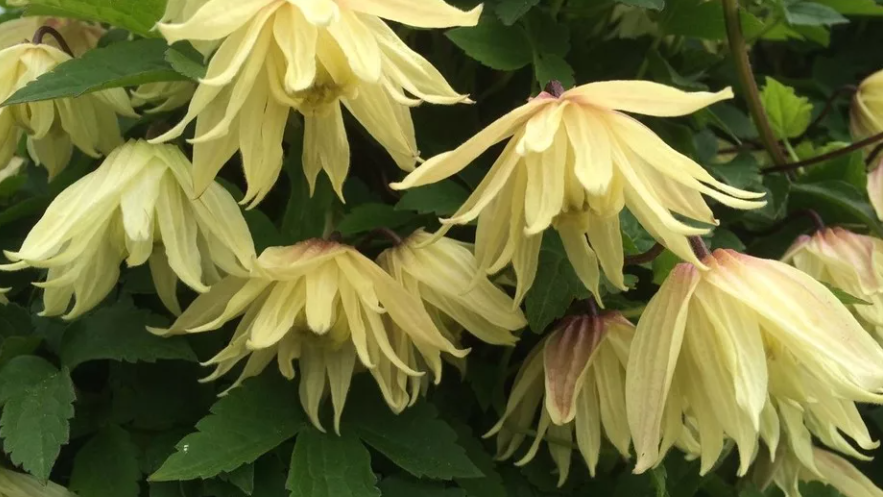 Княжик Голден Дрим. Высота куста 2-3 м, диаметр цветка 7-9 см. Цветет май, июль-август.