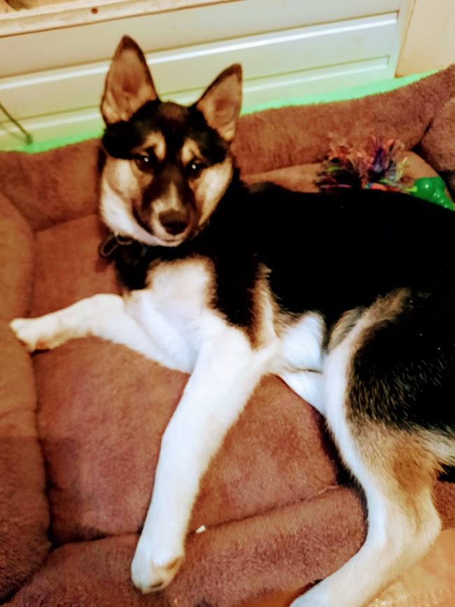 Лежаночку вчера для Леды получила, на канале предыдущий пост с обзором и видео с Ледой, где она тестирует покупку.