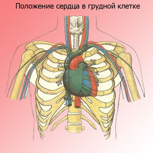 Положение сердца в грудной полости