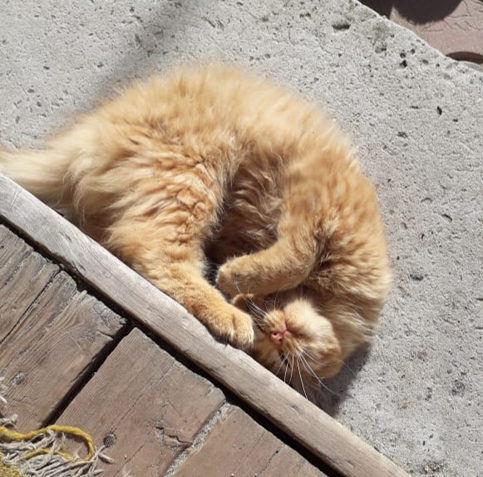 Рыжик на солнышке