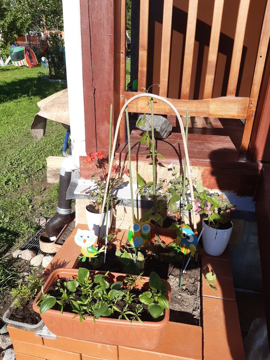 Фасоль маленькая, только посажена возле крыльца