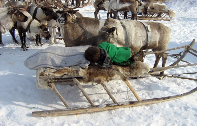 Сани жителей Тазовской тундры, фото rutraveller.ru