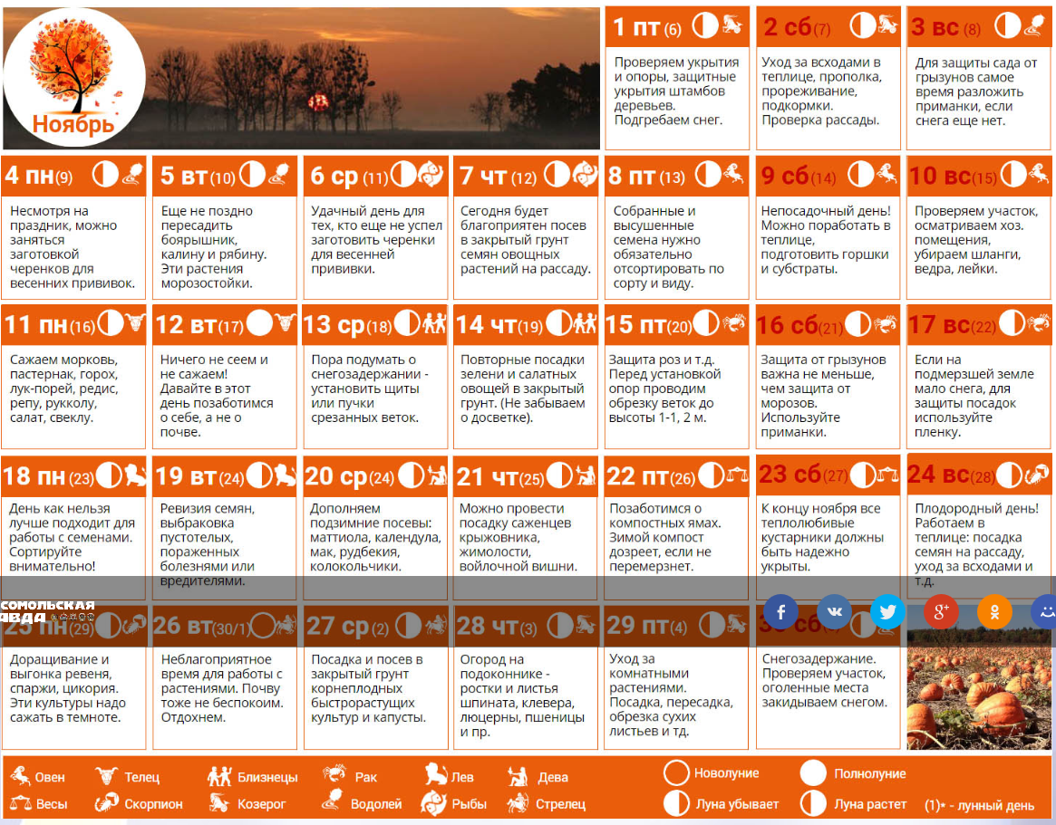 Пересадка цветов в ноябре. Календарь садовода лунный календарь 2021. Таблица посевного лунного календаря огородника на 2021 год. Посадочный календарь 2021 год садовода и огородника. Лунный календарь на 2021 год садовода и огородника.