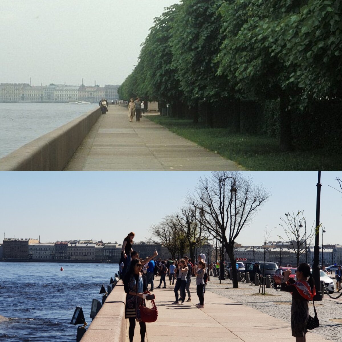 деревья в санкт петербурге