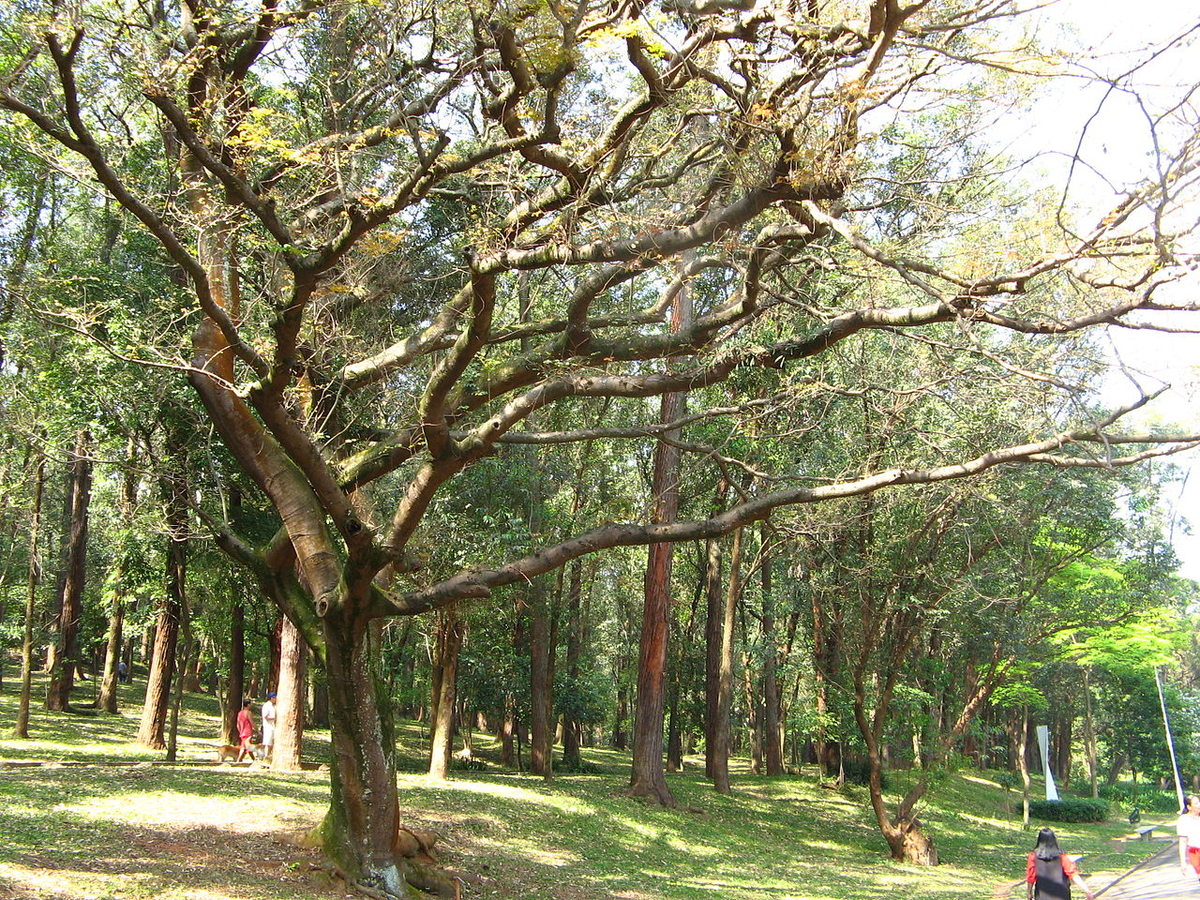 Копаифера в Сан-Паулу. Фото Mauroguanandi , https://en.wikipedia.org/