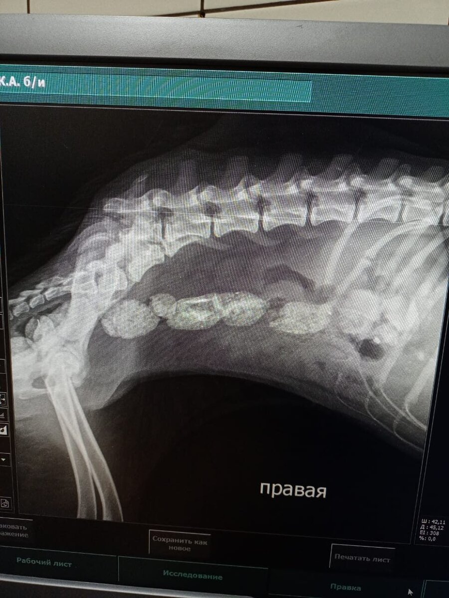 Знакомьтесь. Наша новая собака Ночка. Лечим. UPD: Ночка ушла на радугу.  Прости нас, бедная девочка | приют 