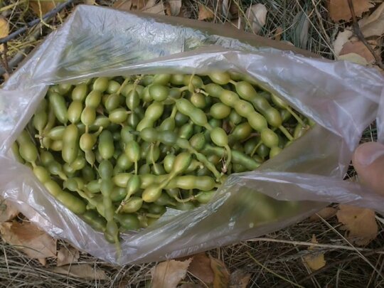 Софора японская плоды (Sophora japonica)