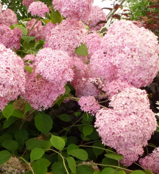 Гортензия древовидная Пинк Анабель