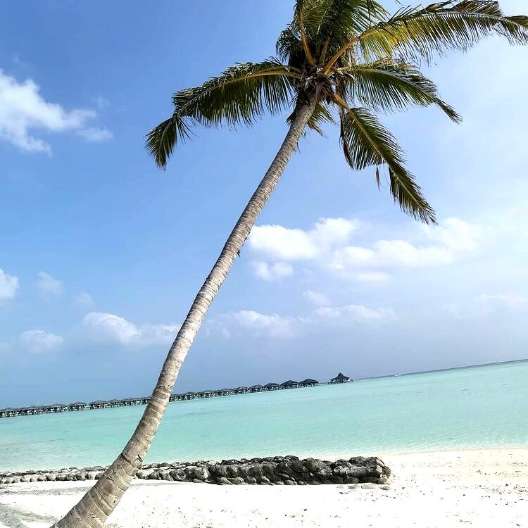 Остров Леди Эллиот - превратился из добычи гуано в 1870-х годах в маяк устойчивого туризма сегодня.