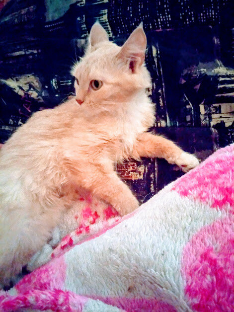 Лаки спросонья))