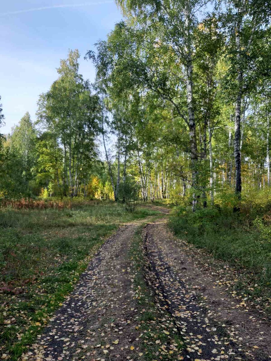 Фото из архива автора.Дорога в нашем лесу