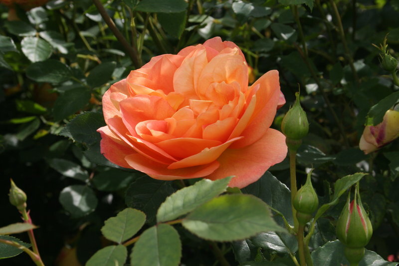  Lady of Shalott, Austin, 2009, Английские розы - первый цветок