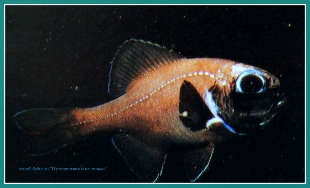 Рыба-фонареглаз.