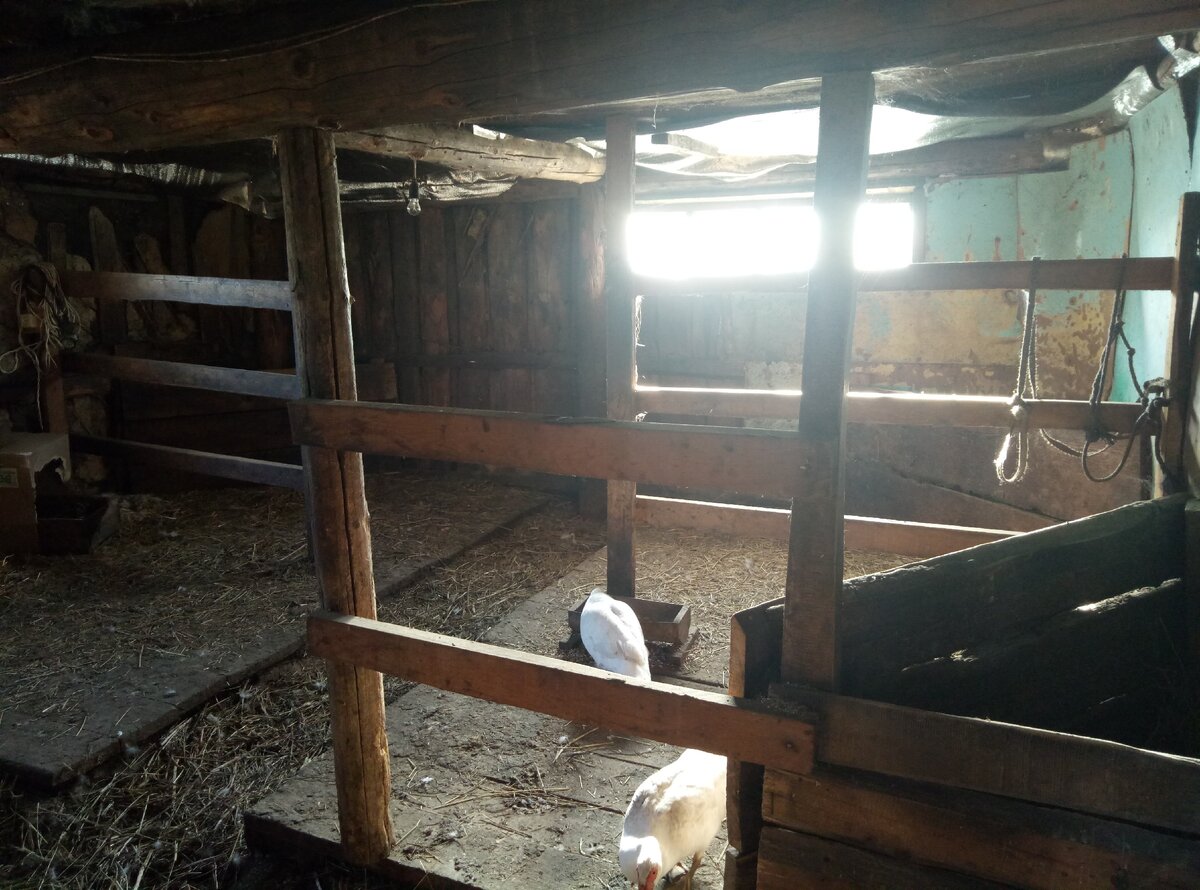 Вот такие небольшие 4 стойла. Когда в них стояли коровы - они тоже были чистыми! )))