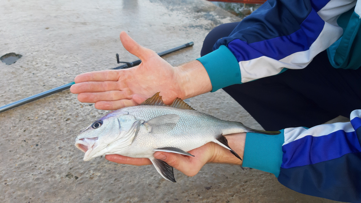 Посмотрите на эту прелесть
