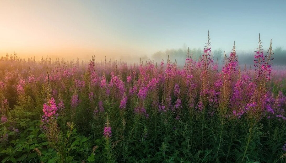 Иван чай фото растения какого цвета и где растет