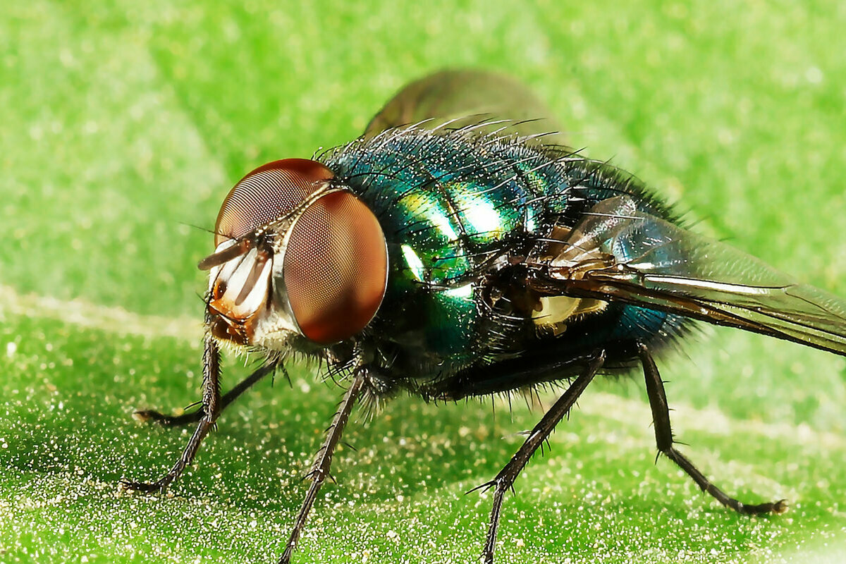 Зеленая падальная муха.