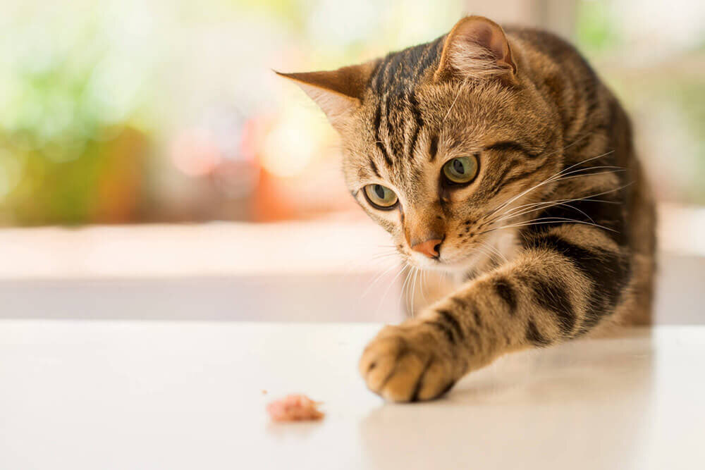 Кошка исследует поверхность стола