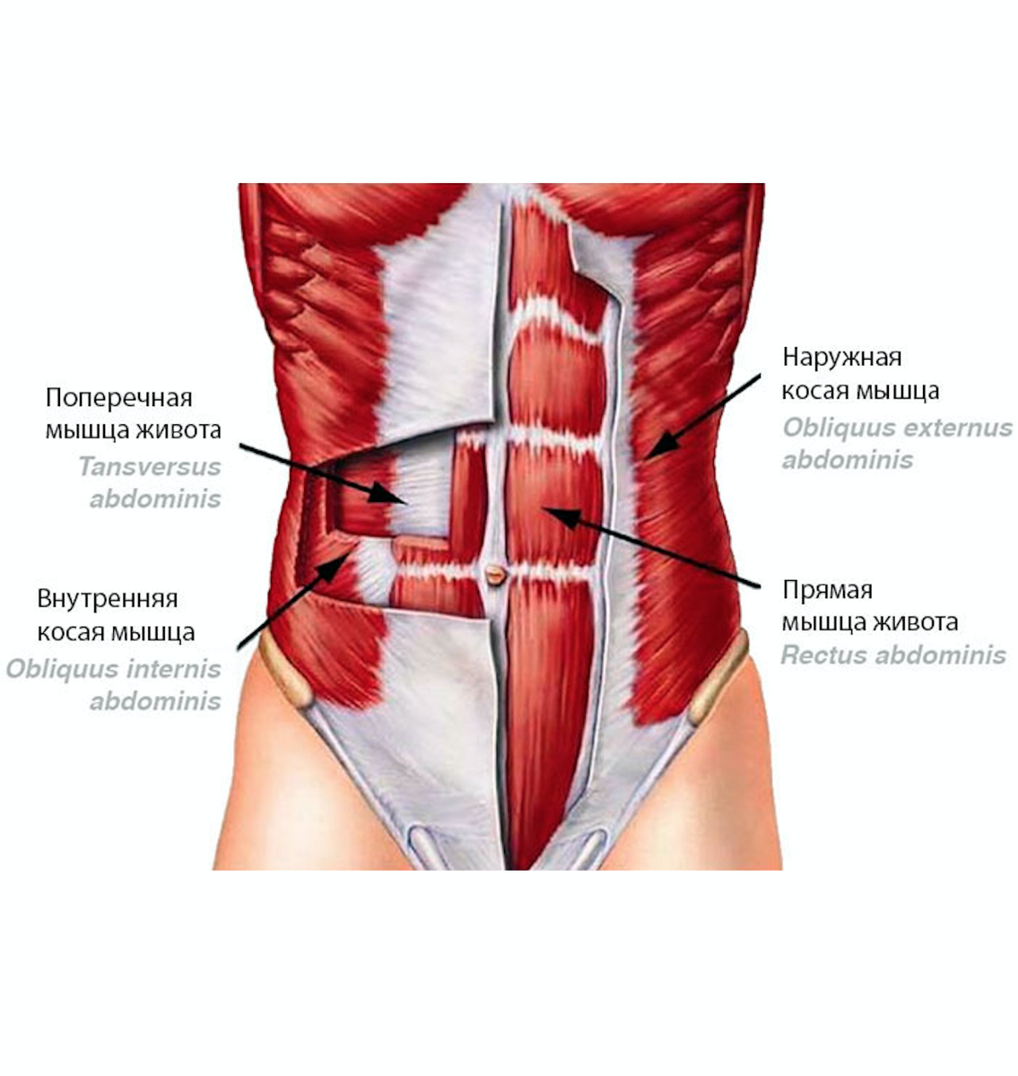 Сильные мышцы живота. Поперечная мышца живота (m. transversus abdominis). Obliquus internus abdominis. Косые мышцы живота анатомия. Наружная косая мышца живота.