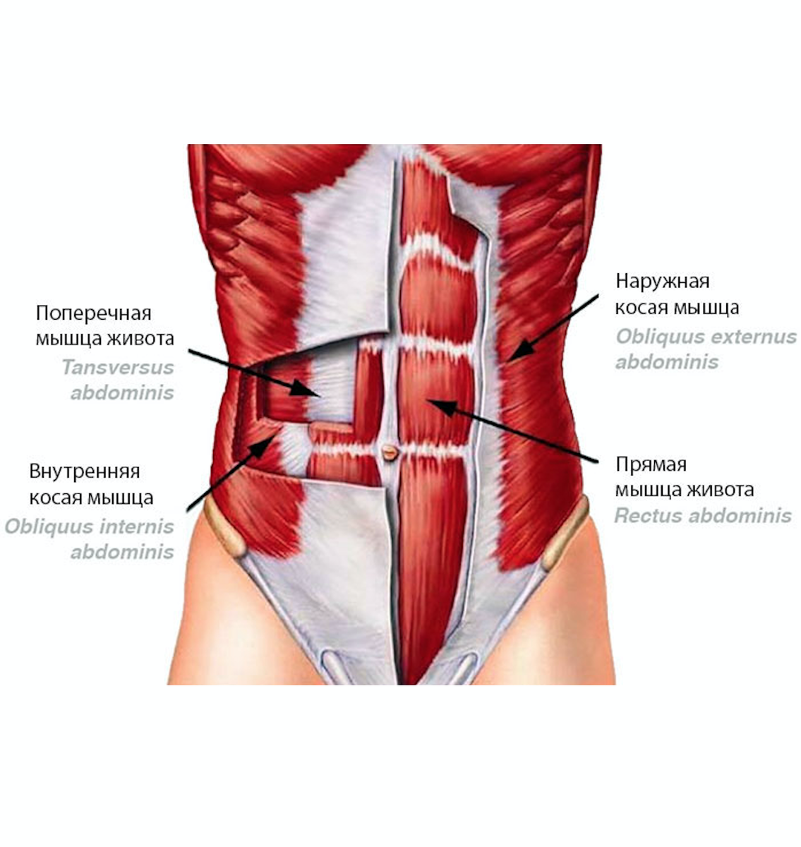 Внутренние мышцы пресса анатомия